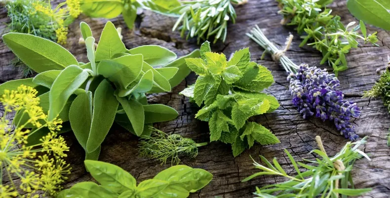 Descubrí las plantas que perfuman tu hogar y ahuyentan a los insectos. (Diario Digital).