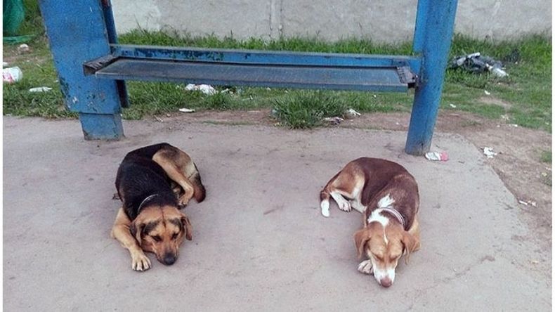 Estos perros están en la Ruta 25, camino a Astolfi. Para mí están perdidos, hace días que los veo! Luna..
