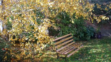 invierno en el jardin: tareas para su cuidado