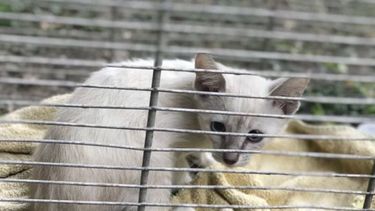 Solidaridad animal en las calles de Mayling