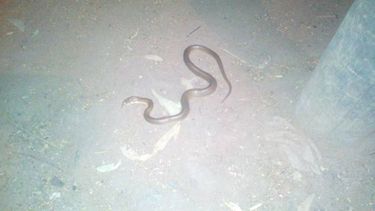 La serpiente que apareció anoche, en Villa Rosa..