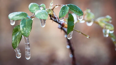 frio y heladas: consejos para proteger tus plantas