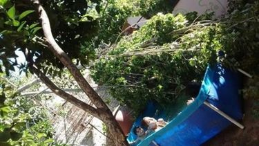 POR CENTÍMETROS. Los chicos jugaban en la pileta cuando las ramas cayeron adentro..