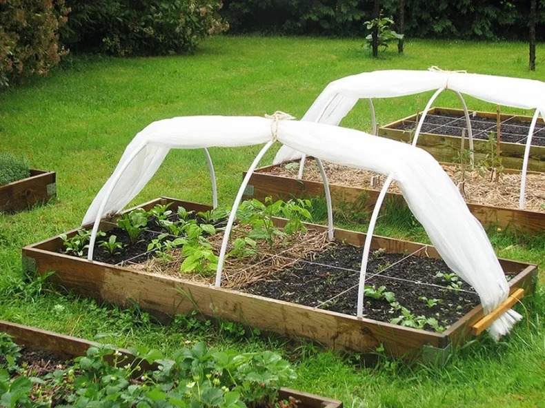 Cuidados de la huerta de invierno. (remoo.ruremoo.ru)..webp