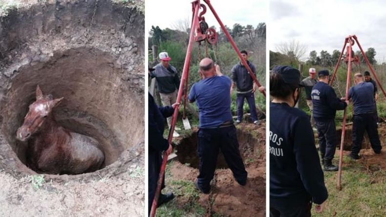 SECUENCIA. Así se trabajó para rescatar al caballo..