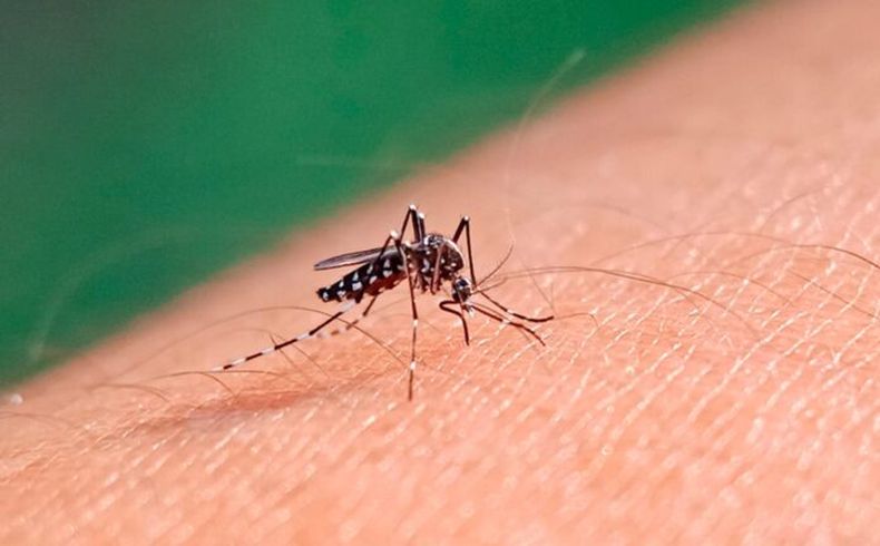 Se registraron 29 casos de dengue confirmados, de los cuales 16 son autóctonos sin antecedentes de viaje, 10 importados y 3 siguen en investigación.
