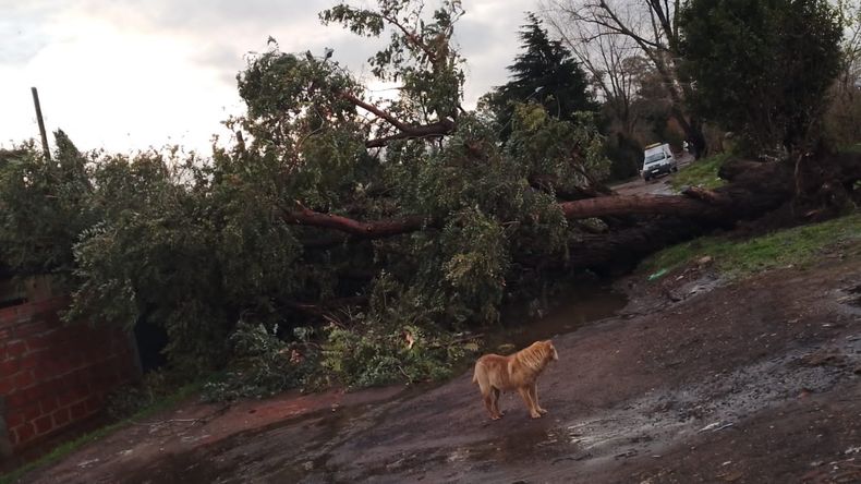 VIENTO. Ráfagas de 60 kilómetro por hora provocaron la caída de árboles.