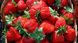 Llega la Fiesta de la Frutilla a Escobar