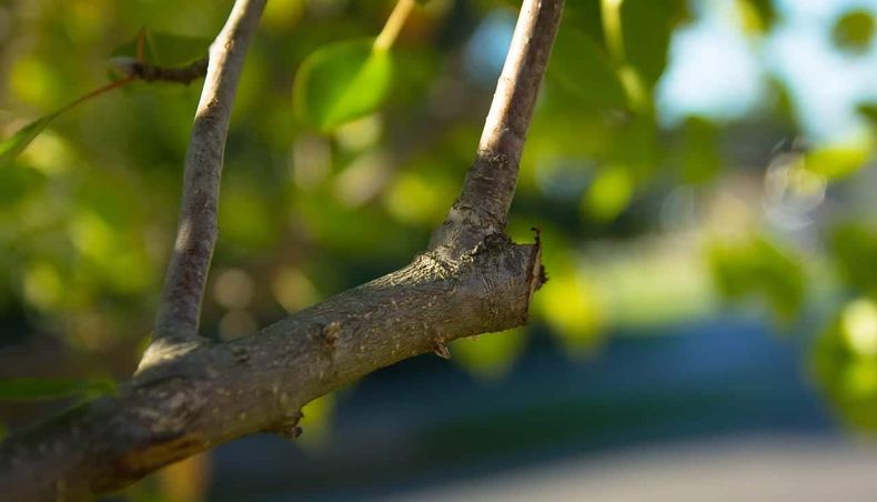 Consejos para la poda en invierno. (jardineríaon.com)..jpg