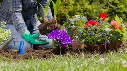 Septiembre, mes de la primavera: ¿Cómo preparar el jardín?