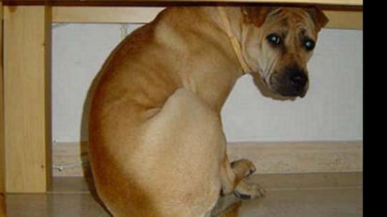 Las mascotas son las que más sufren el uso de la pirotecnia..