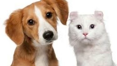 Taller sobre la tenencia responsable de perros y gatos