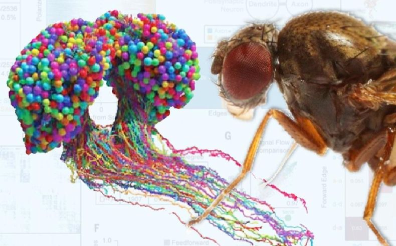 Primer mapa de cableado del cerebro de un insecto. (telediario.mx)..jpg
