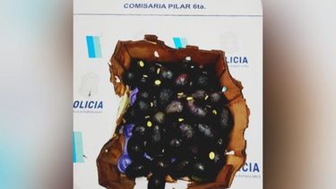 PALTAS. El ladrón cuenta con antecedentes por este tipo de robos.&nbsp;
