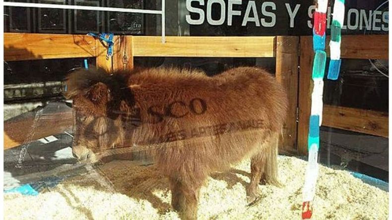 EN VIDRIERA. Tuco fue la atracción elegida por una mueblería..