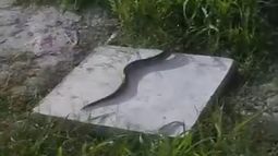 Una de las culebras avistadas en el barrio Nuestra Señora del Pilar. Una de las culebras avistadas en el barrio Nuestra Señora del Pilar.