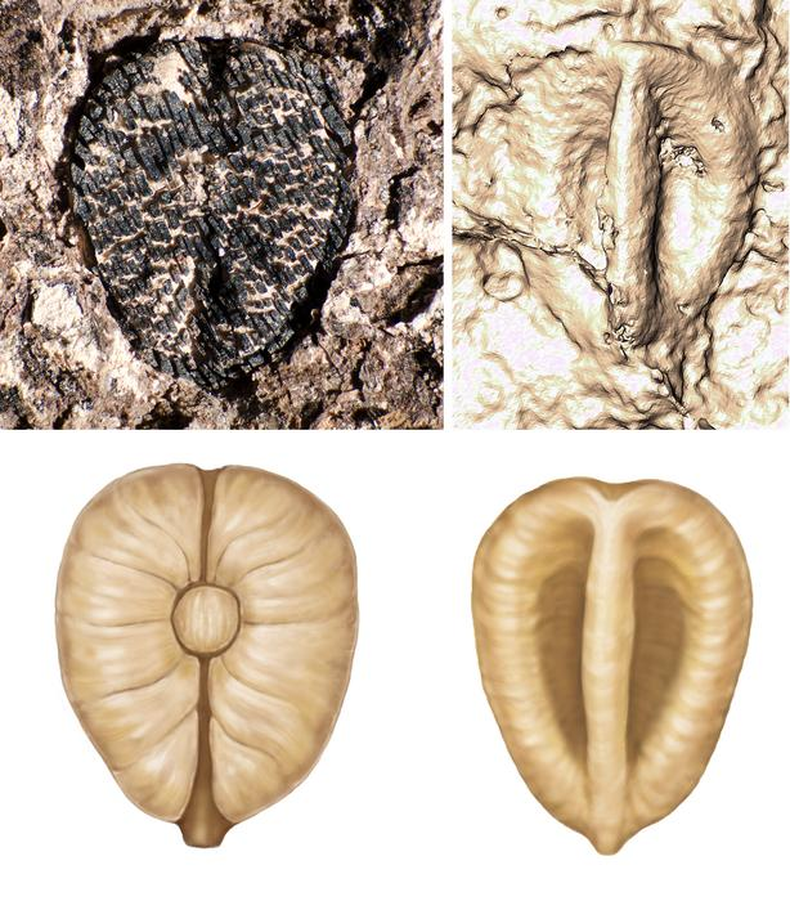 Lithouva, la semilla de uva más antiguo del hemisferio occidental. (quo.eldiario.es).png