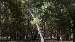Búsqueda para quinta en Zelaya
