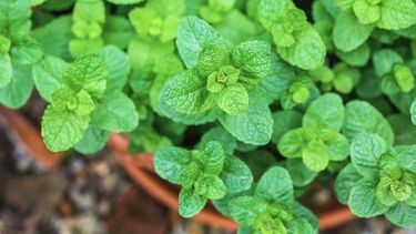 cultivar hierbabuena en maceta