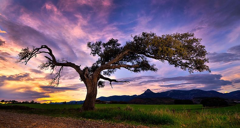 Hoy es el Día Mundial del Árbol. Foto. Rivercolina.Blogspot..jpg