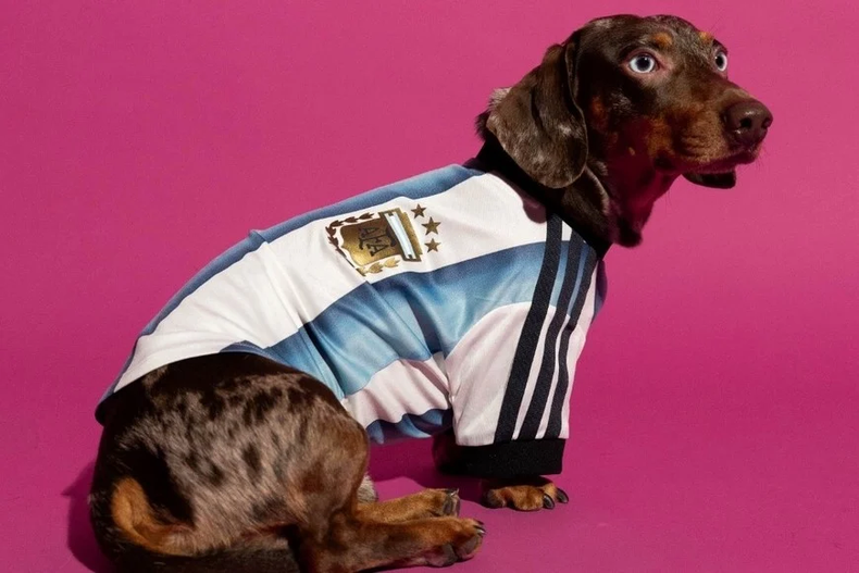 ¡Ponele la camiseta a tu perro! (Adidas). webp 2
