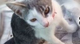 Buscan a una gatita perdida