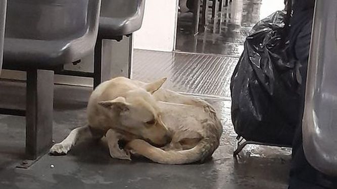 Vino en el tren y ahora está en el que sale de Retiro! Alguien lo busca? Lanita Leccese.