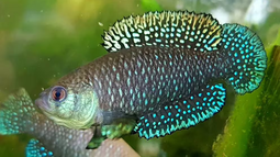 Científicos argentinos descubrieron una nueva especie de pez Killi en el Parque Nacional Iguazú