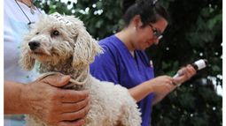802 castraciones se realizaron en septiembre, según Zoonosis. .