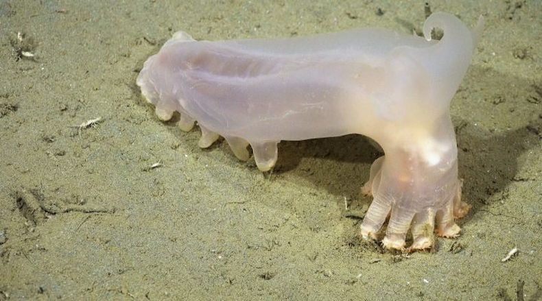 El pepino de mar Loki. ( ROV SuBastian/Schmidt Ocean Institute).