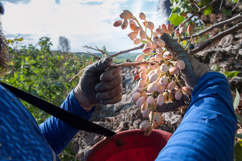 DULPA FINCA SAN JUAN. El establecimiento donde la familia en la región de Cuyo.
