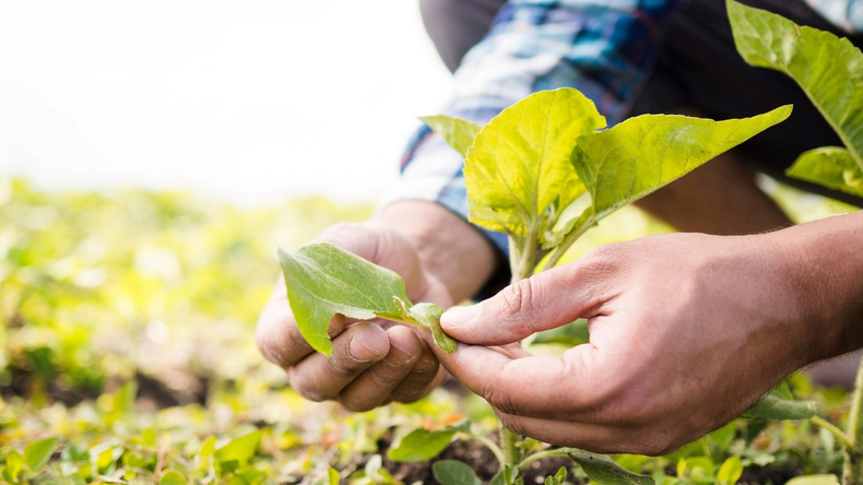 La primera Diplomatura Uiversitaria en Agricultura Regenerativa. (centrors.org)..png