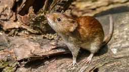 Guía contra el hantavirus