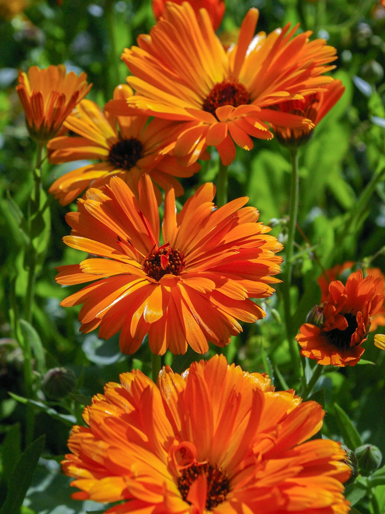 Las flores de la caléndula iluminan tu huerta medicinal. (Unsplash).
