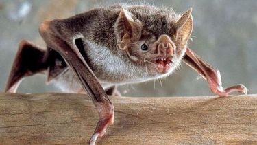 Enfermo. Un vecino de la localidad de Champagnat encontró un murciélago con el virus de la rabia. .