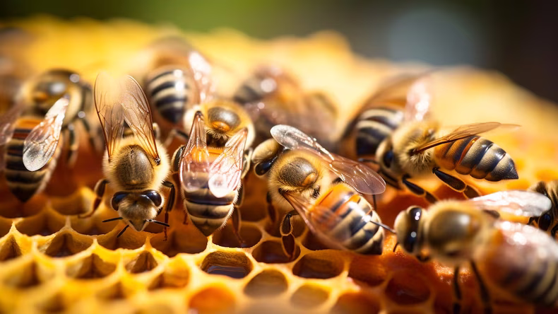 Las abejas enfrentan amenazas. (Infobae)..avif