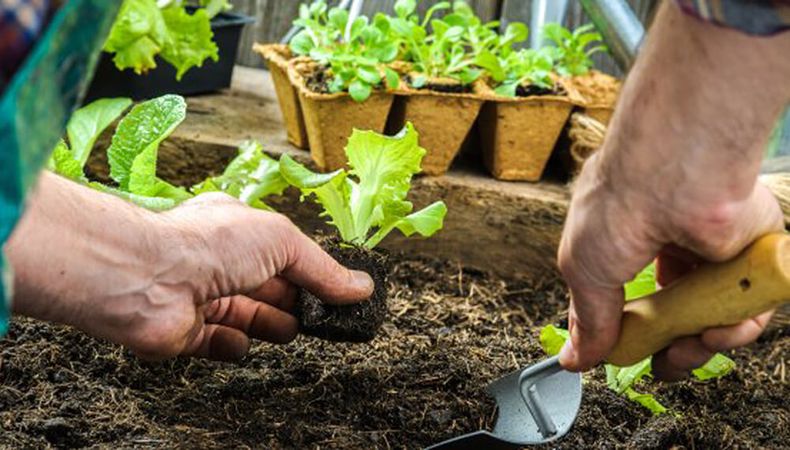 Cómo preparar la huerta para la llegada del invierno. (Infocampo)..jpg
