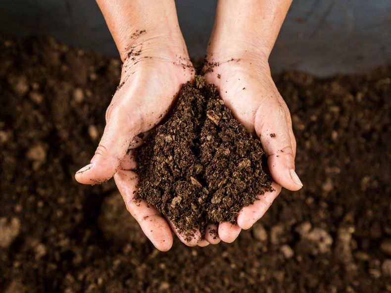 Muchos sustratos para jardines contienen turba. (minutoar.com)..jpg