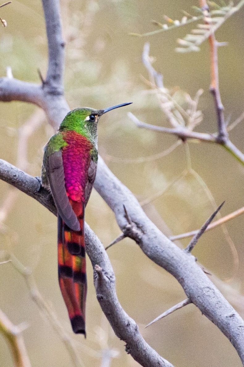 Más de 1000 especies de aves que habitan en Argentina. (Télam).jpeg