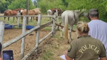 Más de 15 caballos fueron encontrados en estado de desnutrición.