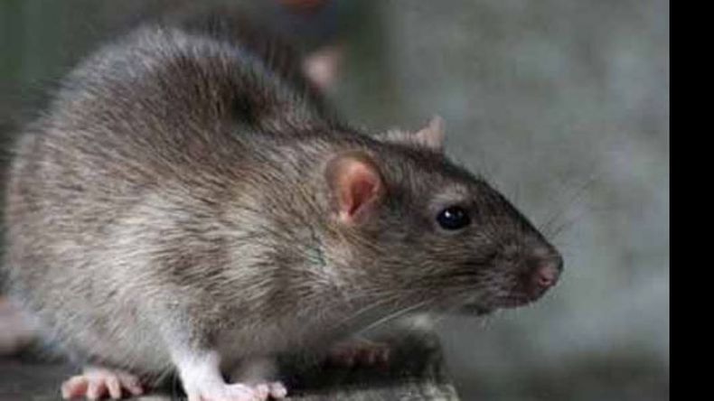 RATA. Una plaga difícil de eliminar..