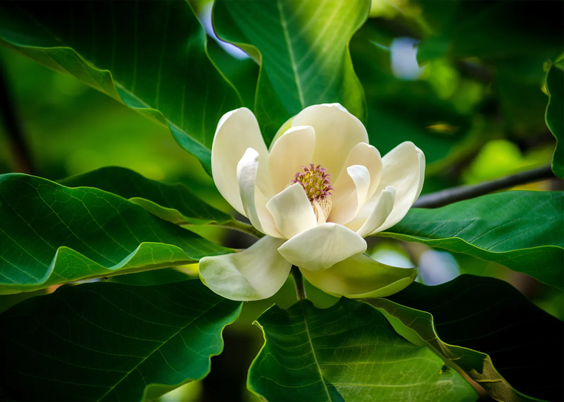 Magnolia. (Britannica)..webp