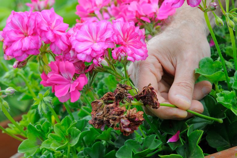 Eliminar las flores marchitas. (BBC Gardeners¨World)..jpg