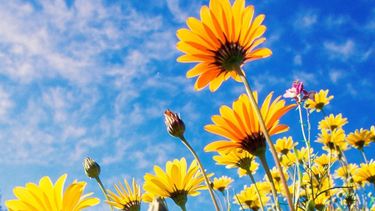 las 7 flores de primavera mas elegidas