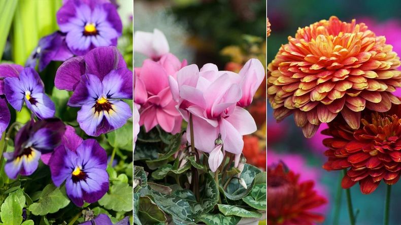 Más allá del frío, estas flores también desafían el invierno en Argentina. (florecido.com)..jpg