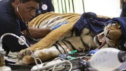 El doctor Amir Khalil es conocido en el mundo como el veterinario de guerra. Tuvo a cargo la evaluación de los animales del ex Zoológico de Luján. El doctor Amir Khalil es conocido en el mundo como el veterinario de guerra. Tuvo a cargo la evaluación de los animales del ex Zoológico de Luján.