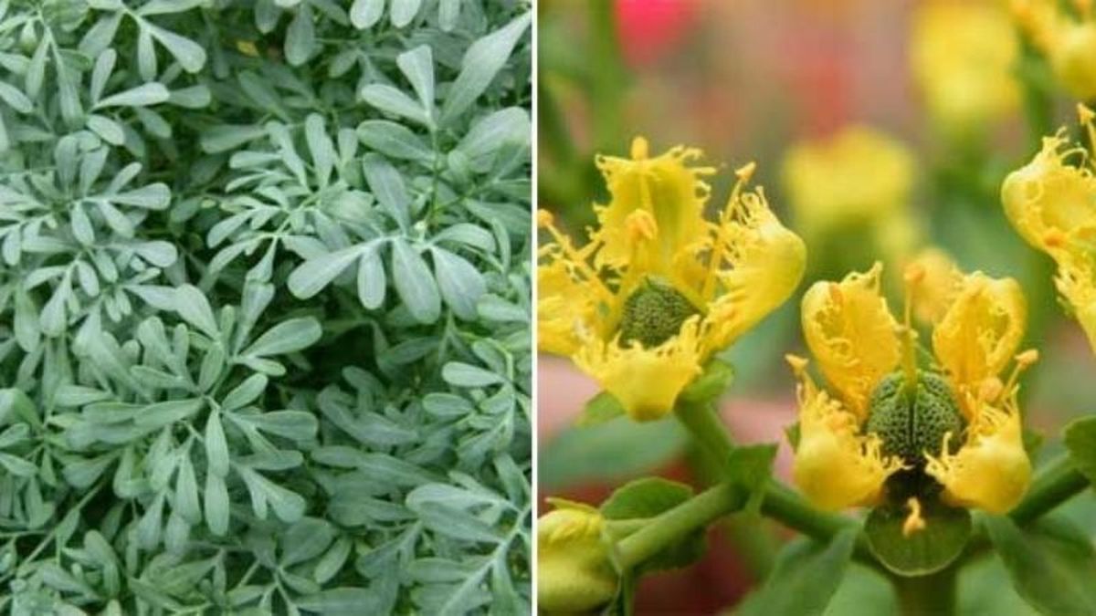 Cómo cultivar tu propia planta medicinal de ruda en tu casa