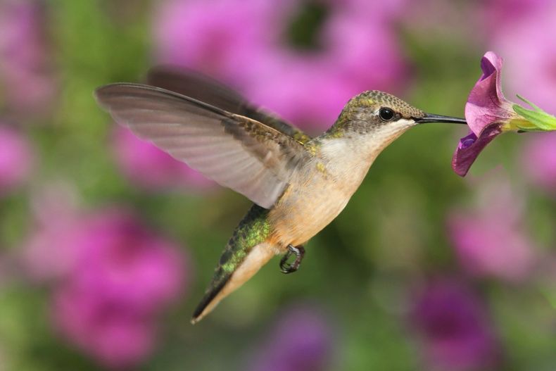 Las leyendas del colibrí y su vínculo con lo sobrenatural. (Simplemost)..jpeg