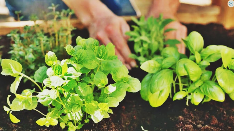 Aromáticas para plantar ahora. (infoagro.com.ar).png.png