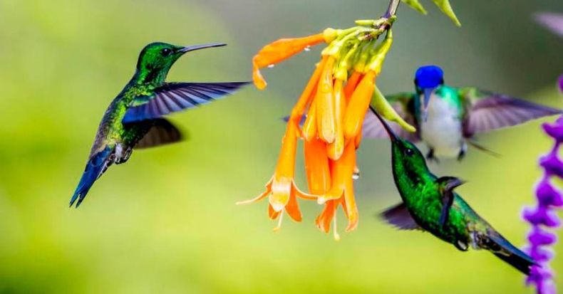 Ver muchos colibriés. Foto. EBird..jpg